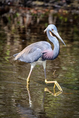 Tricolord Heron. Florida, USA