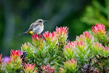 Obraz premium Cape Sugarbird on a flower. West Coast National Park, South Africa