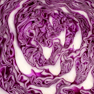 Macro close up Texture cavolo viola radicchio insalata