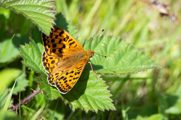 Dark Green Fritillary butterfly on a bramble plant