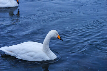 青森県十和田市の白鳥