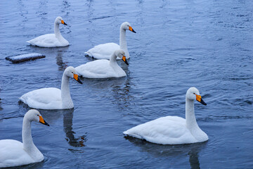 青森県十和田市の白鳥