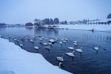 青森県十和田市の白鳥