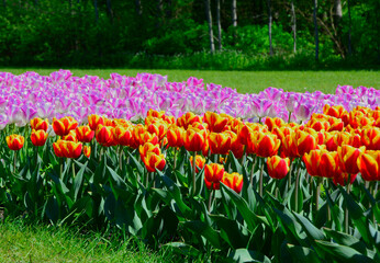 Tulipany - wiosna - spring, Tulipa, pole tulipanów, krajobraz z polem kolorowych tulipanów, rózowe i zółto-pomarańczowe tulipany