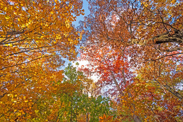 Fototapeta na wymiar Autumn Panorama in the Canopy