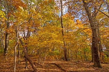 Yellow Forest in a Secluded Glade