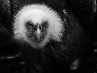 un portrait de vautour fauve en noir et blanc