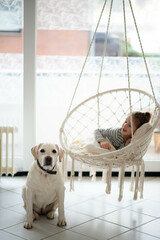 a little girl on a swing and a labrador dog. cozy photo in a bright interior