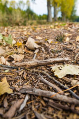 ground in the forest with leaves and  twigs