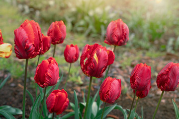 beautiful big blooming red tulips in the garden in spring