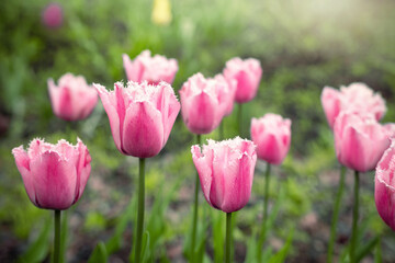 large pink tulip flowers in the garden in spring