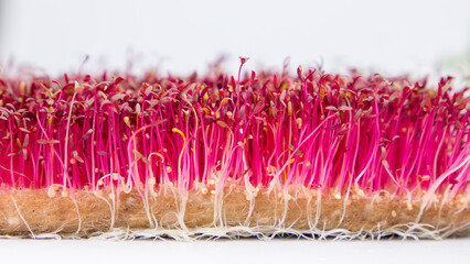 Fresh red amaranth microgreens isolated on white background. Concept of healthy food and diet