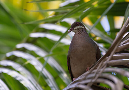 A shy Briddled Quail Dove 