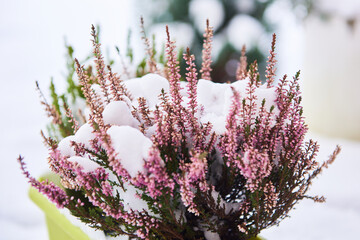heather covered with snow, winter flowers, plants in cold temperature