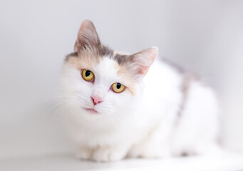 Fototapeta na wymiar A Dilute Calico shorthair cat in a crouching position looking at the camera with a head tilt