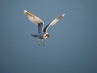 Common gull, Larus canus