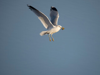 Common gull, Larus canus