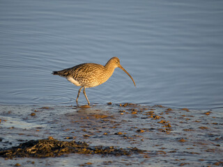 Curlew, Numenius arquata