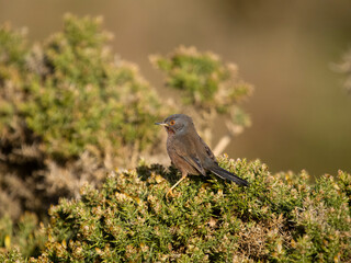 Dartford warbler, Sylvia undata