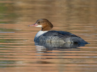 Goosander, Mergus merganser