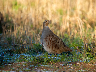 Grey partridge, Perdix perdix