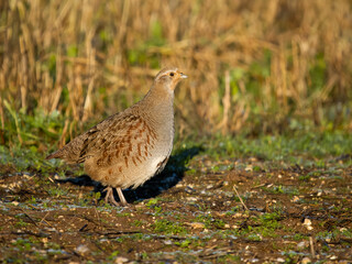 Grey partridge, Perdix perdix