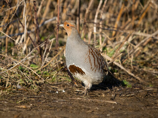 Grey partridge, Perdix perdix