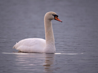Mute swan, Cygnus olor