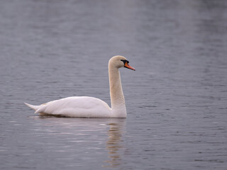 Mute swan, Cygnus olor