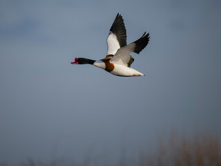 Shelduck, Tadorna tadorna