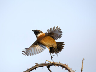 European Stonechat, Saxicola rubicola