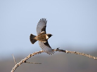 European Stonechat, Saxicola rubicola