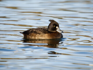 Tufted duck, Aythya fuligula