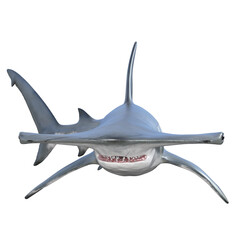 Hammerhead shark isolated 3d render - obrazy, fototapety, plakaty
