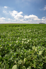 Fototapeta na wymiar Growing soybean field under deep blue sky with clouds. Goias state, Brazil