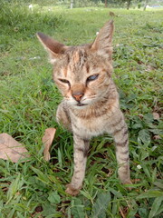 Naklejka premium A small cat in the garden