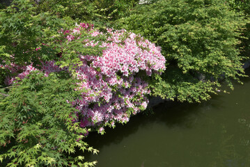 ツツジの花