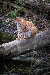 un lynx boréal assit sur un tronc d'arbre