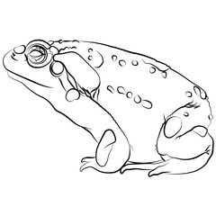 Colorado River Toad of the Colorado River, Bufo alvarius a toad from the Sonoran desert with poisonous toxin hallucinogenic glands frog warty, warts toad tailless, amphibians side view contour lines