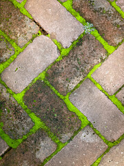 Looking down on old, worn red bricks in a herringbone pattern with bright green moss in between bricks