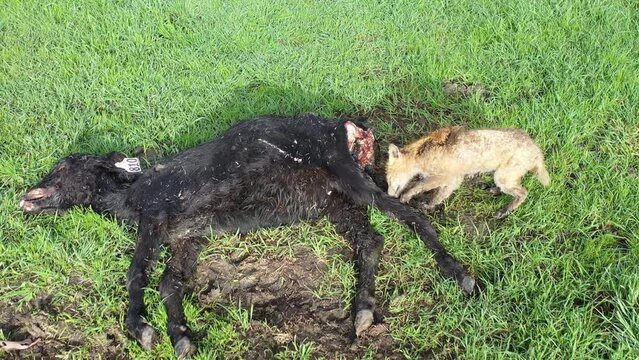 Fox eating dead cow. Animal eating road kill.