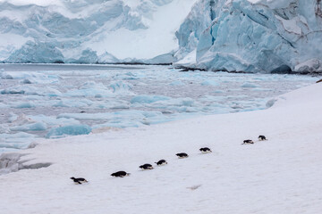 Adelie Penguins sliding on ice as the reach the Antarctic Coast