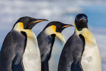 Emperor Penguins of the Antarctic near Snow Hill