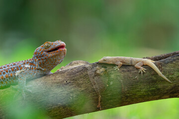 Tokay gecko and house gecko on a dead wood with bokeh background 