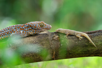 Tokay gecko and house gecko on a dead wood with bokeh background 