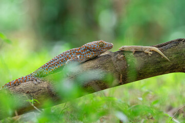 Obraz premium Tokay gecko and house gecko on a dead wood with bokeh background 