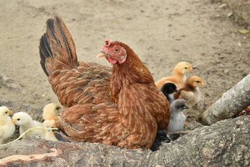 La gallina y sus pollitos © ABEDONFILMS