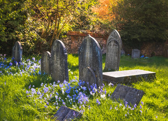 View of blue flowers blooming by gravestones on  old English cemetery  - obrazy, fototapety, plakaty