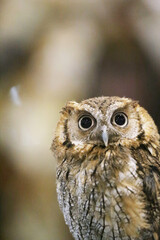 Wild bird owl with big eyes. Choliba. Closeup in bokeh lights