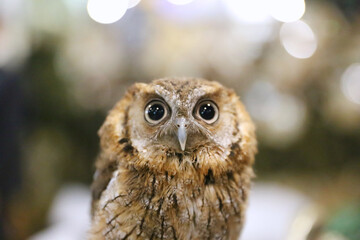 Wild bird owl with big eyes. Choliba. Closeup in bokeh lights